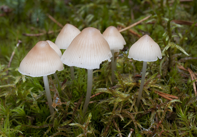 Mycena laevigata